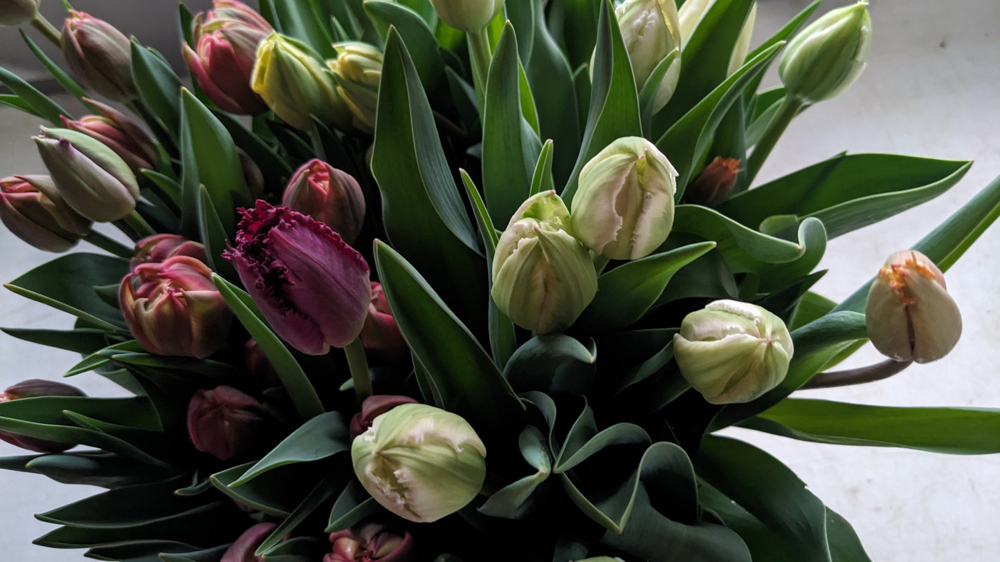 4 Week Tulip Subscription- March