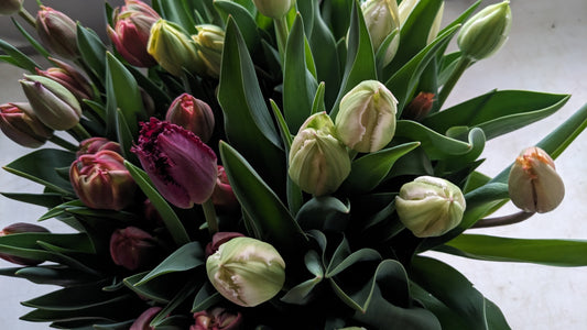 4 Week Tulip Subscription- March
