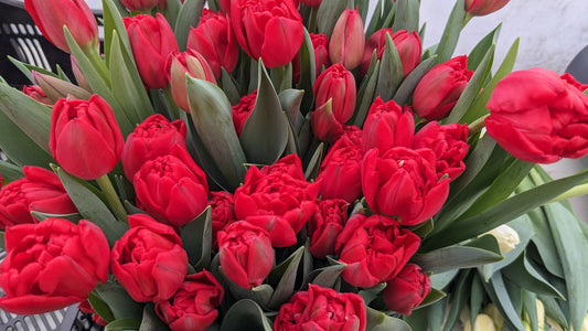 4 Week Tulip Subscription- February