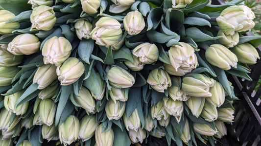 4 Week Tulip Subscription- January